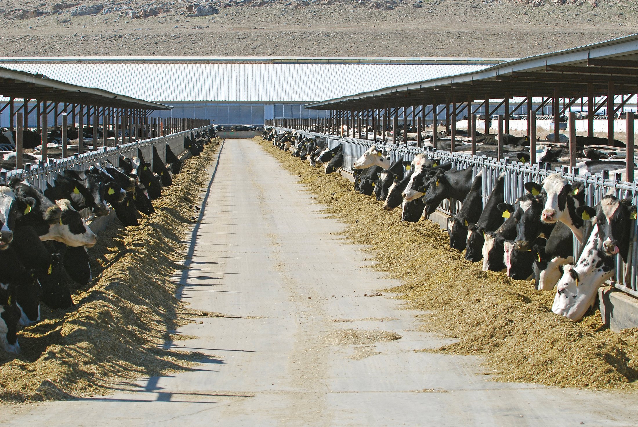 Dairy Farm — Herd Location & Early Health Detection